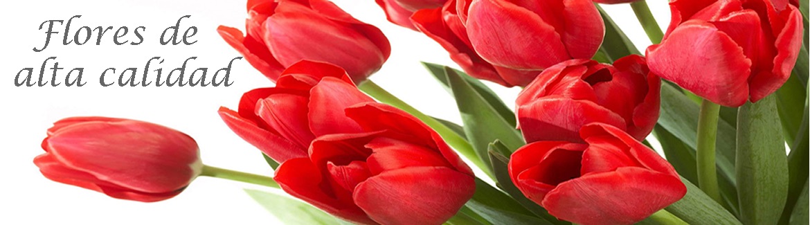 Banner2