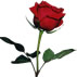 Blog BaÃ±o Exfoliante con Rosas