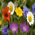 Blog Lenguaje de Las Flores