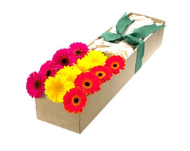Producto flores VIVA COLORS