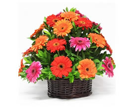 PRIMAVERA